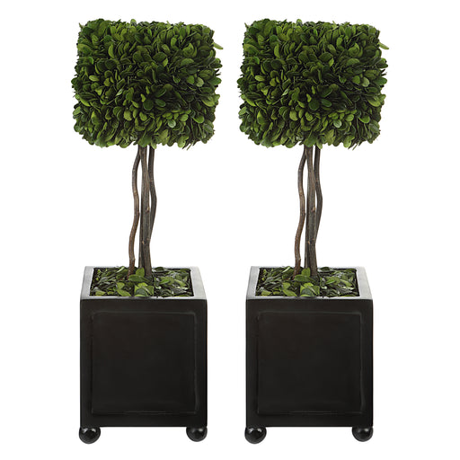 Uttermost Preserved Boxwood Square Topiaries