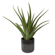 Uttermost Tucson Aloe Planter - ALCOVE LIGHTING