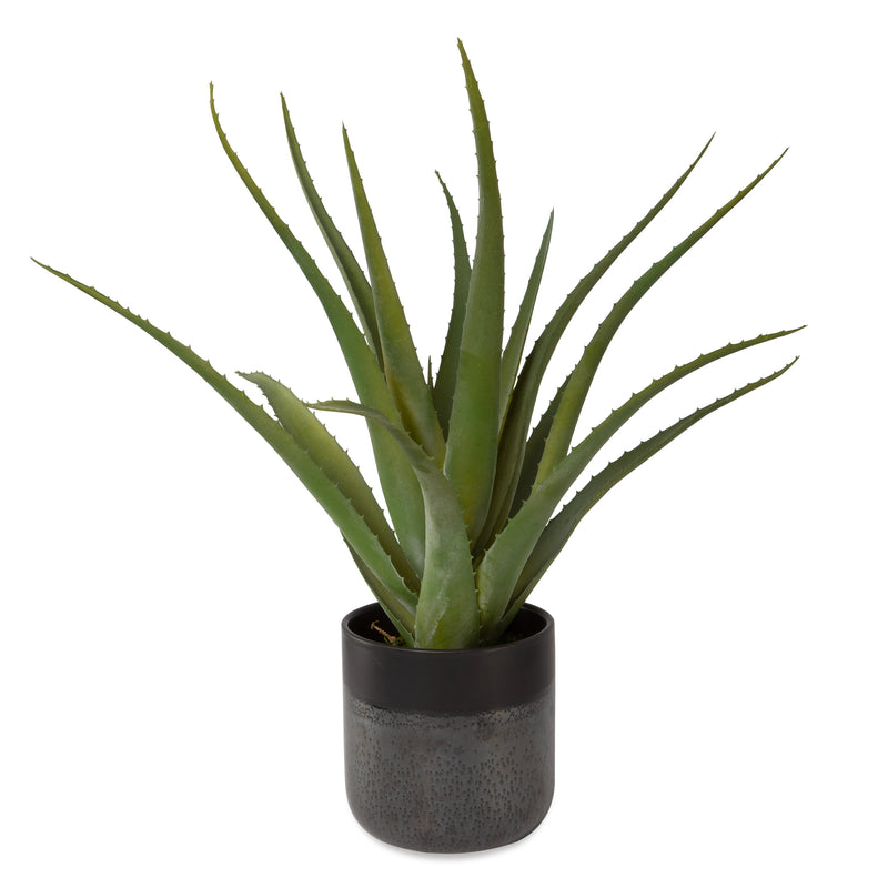 Uttermost Tucson Aloe Planter - ALCOVE LIGHTING