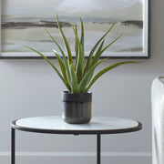 Uttermost Tucson Aloe Planter - ALCOVE LIGHTING