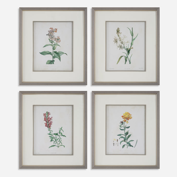 Uttermost Heirloom Blooms Study Framed Prints Set/4