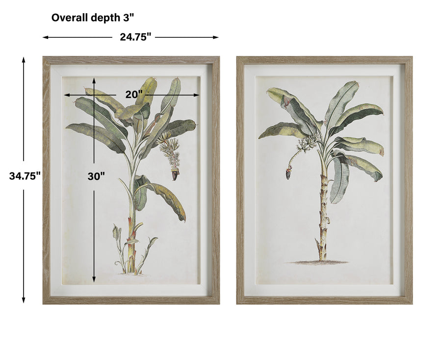 Uttermost Banana Palm Framed Prints, Set/2