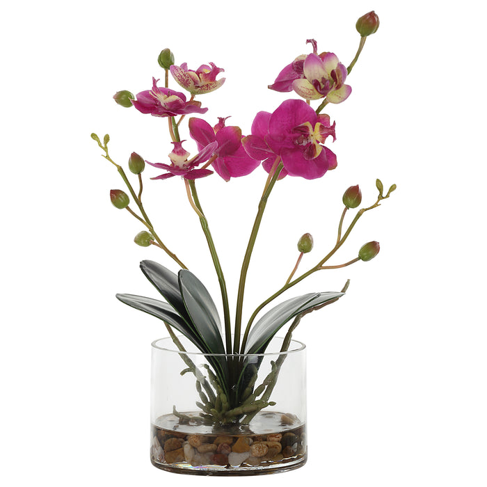 Uttermost Glory Fuchsia Orchid