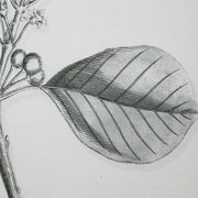 Uttermost 41617 Farmhouse Florals Framed Prints Set/9