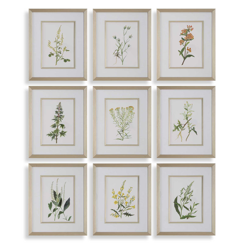 Uttermost 32339 Botanical Flowers Framed Prints Set/9