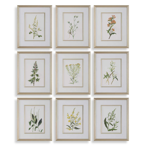 Uttermost 32339 Botanical Flowers Framed Prints Set/9