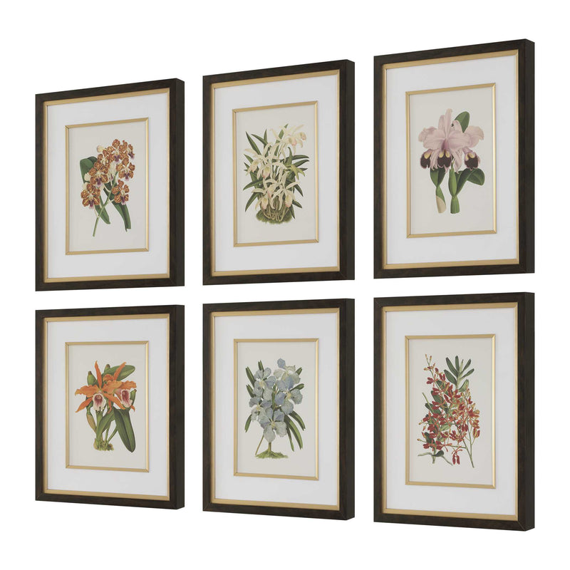Uttermost 32447 Orchid Botanical Framed Prints Set/6