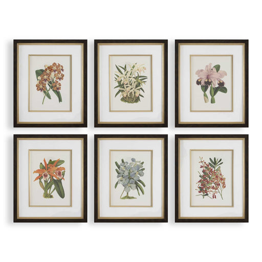 Uttermost 32447 Orchid Botanical Framed Prints Set/6