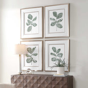 Uttermost 32454 Fiddle Head Leaf Botanical Prints Set/4