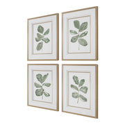 Uttermost 32454 Fiddle Head Leaf Botanical Prints Set/4
