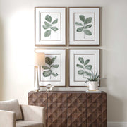 Uttermost 32454 Fiddle Head Leaf Botanical Prints Set/4