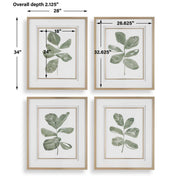 Uttermost 32454 Fiddle Head Leaf Botanical Prints Set/4