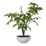 Uttermost 60225 Pachira Money Tree