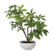 Uttermost 60225 Pachira Money Tree