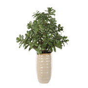 Uttermost 60226 Crassula Jade Accent Plant