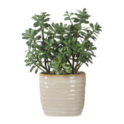 Uttermost 60226 Crassula Jade Accent Plant