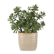 Uttermost 60226 Crassula Jade Accent Plant