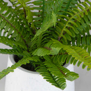 Uttermost 60238 Boston Fern In White Ceramic Pot