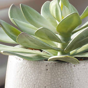 Uttermost 60261 Dudleya Gray Outdoor Succulent
