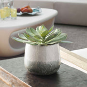 Uttermost 60261 Dudleya Gray Outdoor Succulent