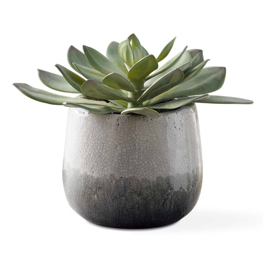 Uttermost 60261 Dudleya Gray Outdoor Succulent