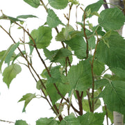 Uttermost 60263 Boreal Potted Birch Tree