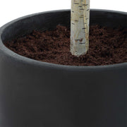 Uttermost 60263 Boreal Potted Birch Tree