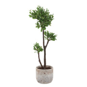 Uttermost 60266 Arbor Strawberry Tree