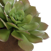 Uttermost 60267 Sable Succulent Accent In Pot
