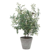 Uttermost 60268 Marisol Potted Olive Plant