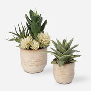 Uttermost Seaside Succulents, Set/2 - ALCOVE LIGHTING