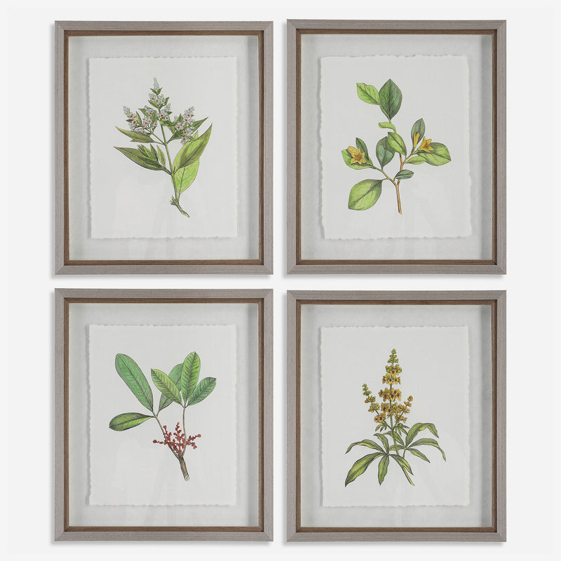 Uttermost Wildflower Study Framed Prints, S/4 - ALCOVE LIGHTING