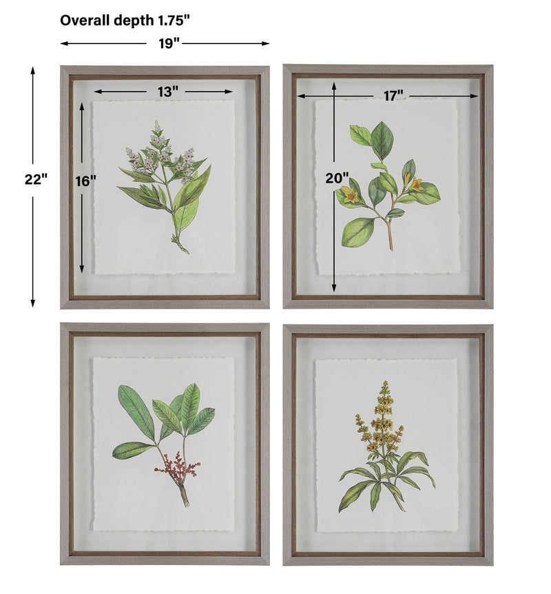 Uttermost Wildflower Study Framed Prints, S/4 - ALCOVE LIGHTING