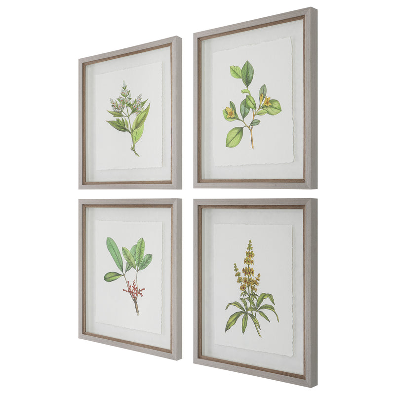 Uttermost Wildflower Study Framed Prints, S/4 - ALCOVE LIGHTING