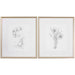 Uttermost 33649 Botanical Sketches Framed Art Prints Set of 2