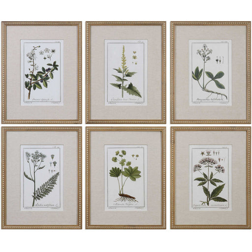 Uttermost 33651 Green Floral Botanical Study Framed Art Prints Set of 6