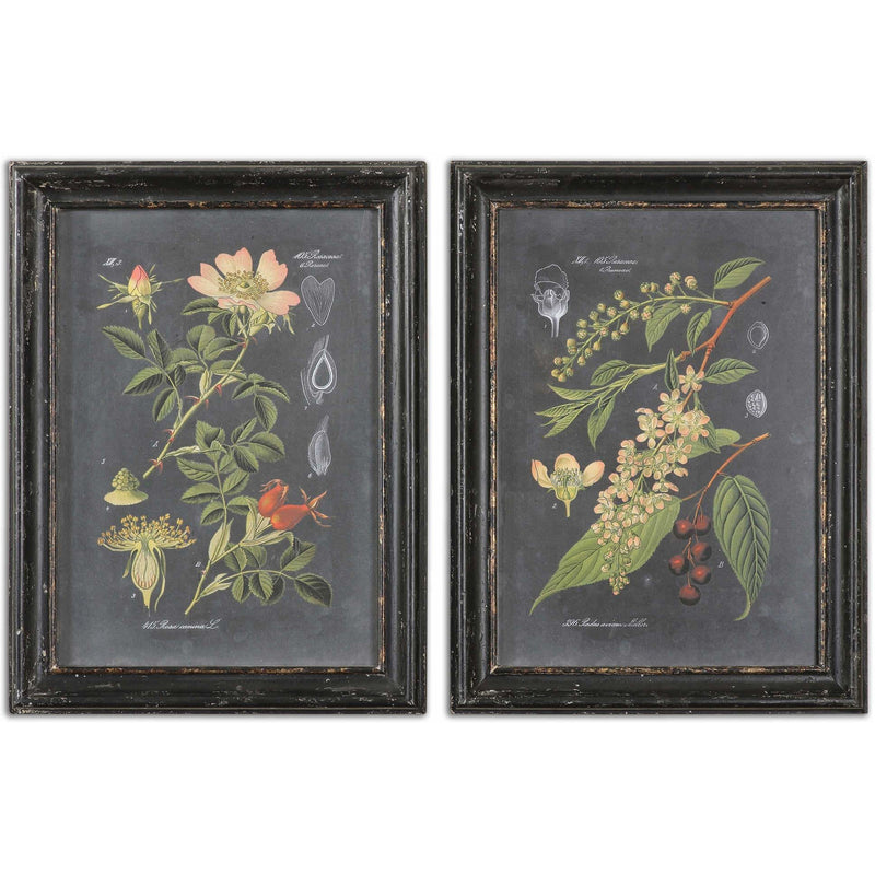 Uttermost 56053 Midnight Botanicals Framed Art Prints Set of 2