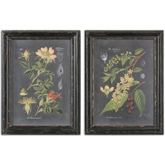 Uttermost 56053 Midnight Botanicals Framed Art Prints Set of 2