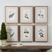 Uttermost 33651 Green Floral Botanical Study Framed Art Prints Set of 6 - ALCOVE LIGHTING