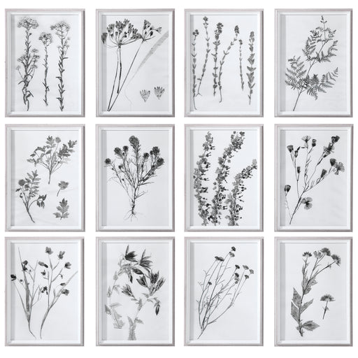Uttermost 33713 Contemporary Botanicals Framed Prints, Set of 12