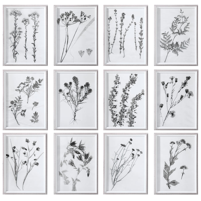 Uttermost 33713 Contemporary Botanicals Framed Prints, Set of 12
